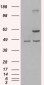 Goat Anti-TRAF2 Antibody